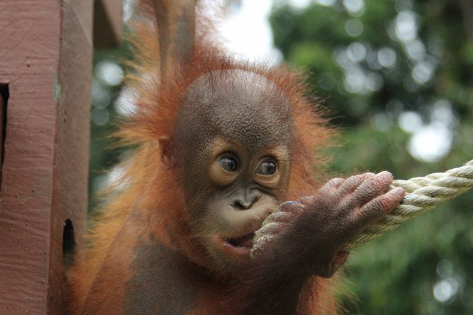 Ein Waisenhaus für Orang-Utans - Filmfotos