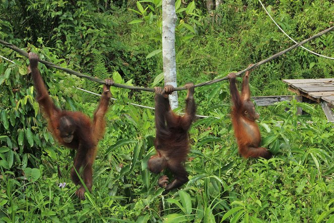 Meet the Orangutans - Kuvat elokuvasta