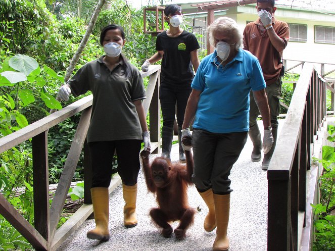 Meet the Orangutans - Do filme