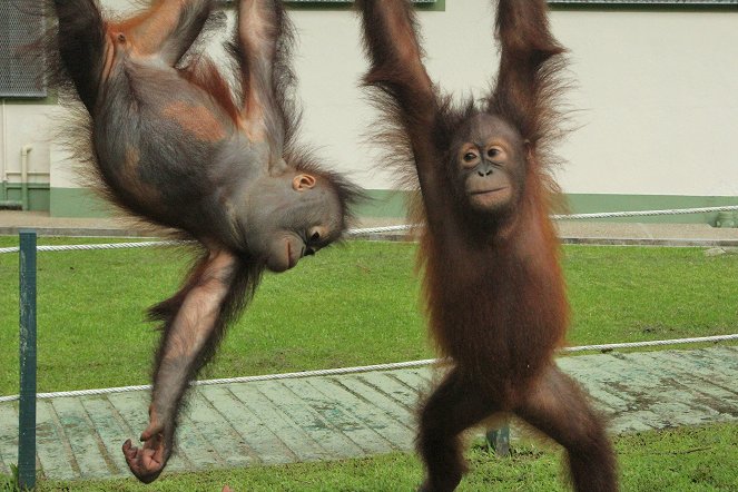 Meet the Orangutans - Z filmu