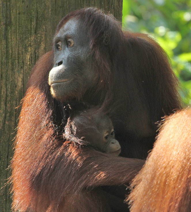 Meet the Orangutans - Photos