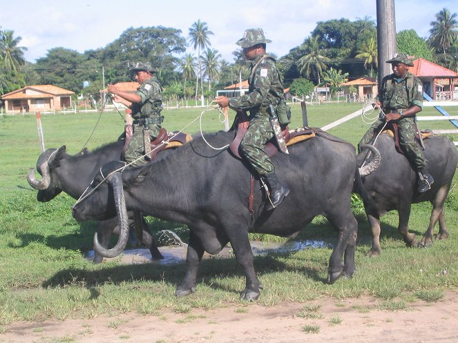 The Brazilian Buffalo Patrol - Photos