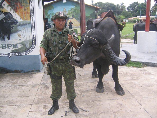 The Brazilian Buffalo Patrol - Photos