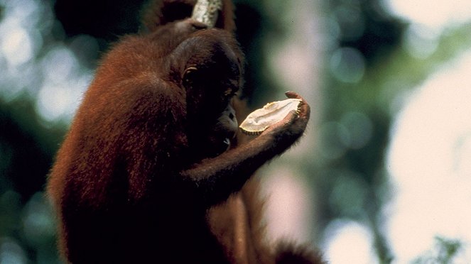 Wildes Borneo: Orang-Utan Rettung - Filmfotos