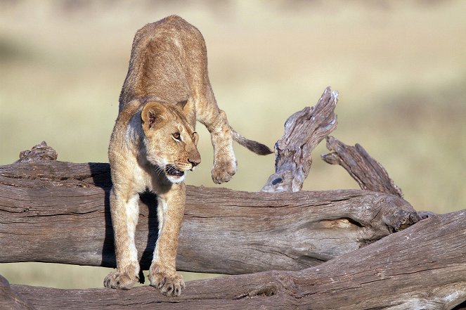 The Truth About Lions - Kuvat elokuvasta