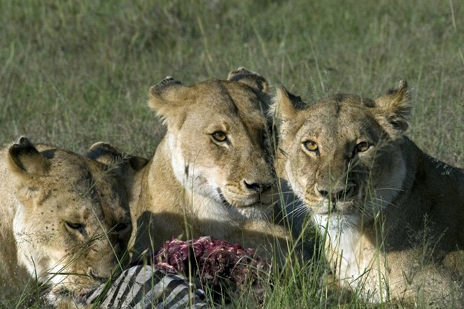 The Truth About Lions - Photos