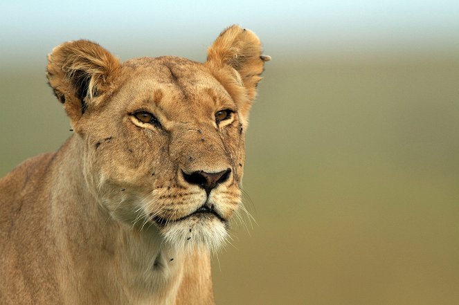 The Truth About Lions - Photos
