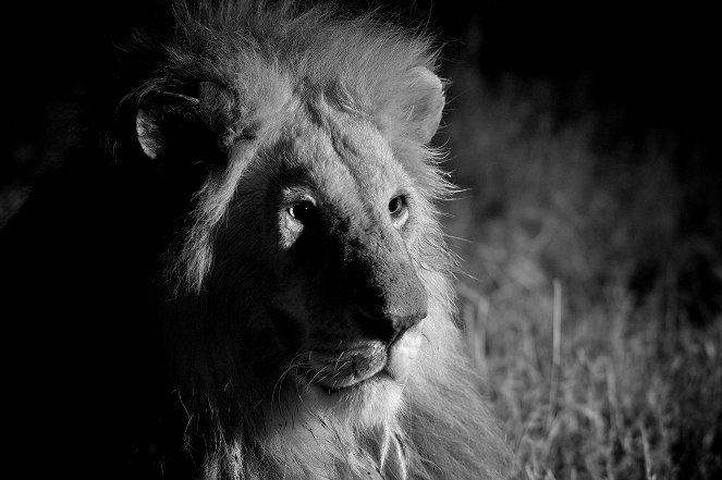 The Truth About Lions - Z filmu