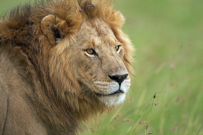 The Truth About Lions - De la película