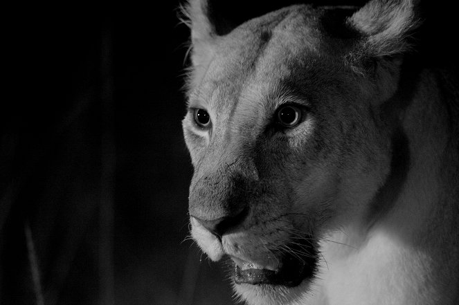 The Truth About Lions - De la película