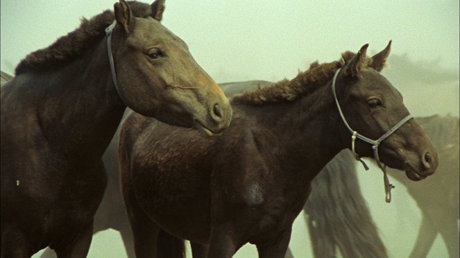 Das Lied von den zwei Pferden - Filmfotók