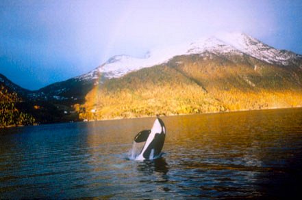 Keiko the Untold Story of the Star of Free Willy - Photos
