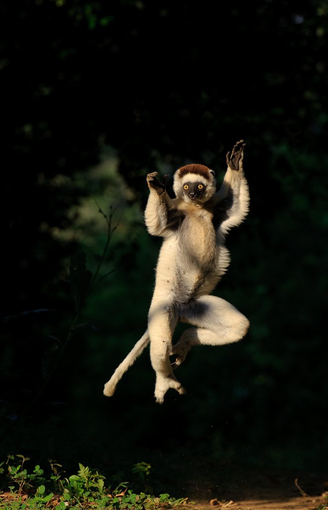 Madagascar's Legendary Lemurs - De filmes