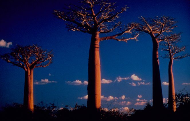 Madagascar: A World Apart - Z filmu
