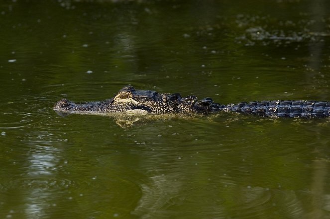 The Alligator Police - Photos