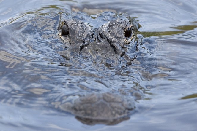 Alerte aux alligators - De filmes