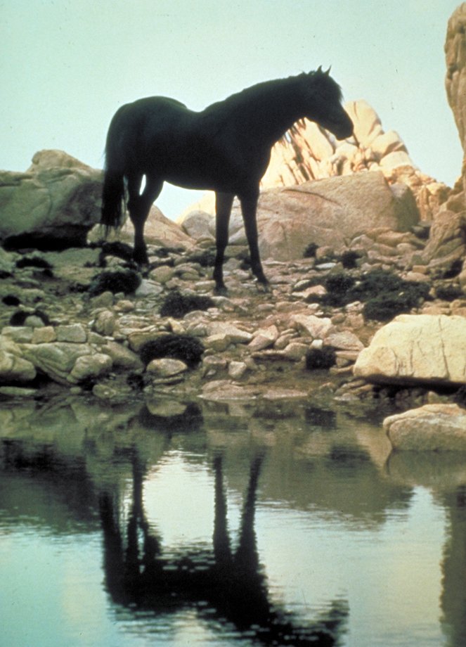 O Cavalo Preto - Do filme