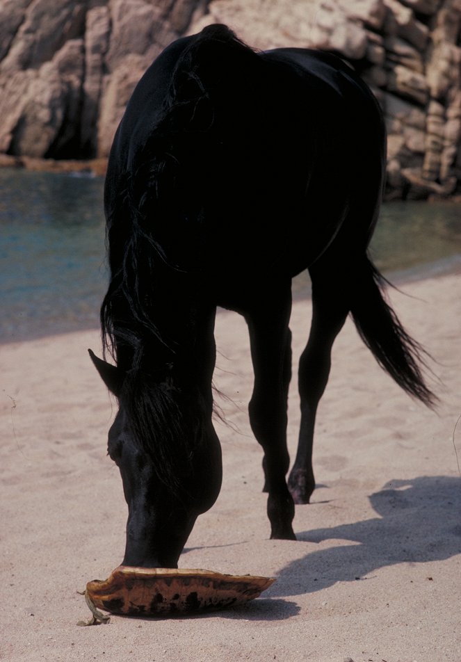 The Black Stallion - Photos