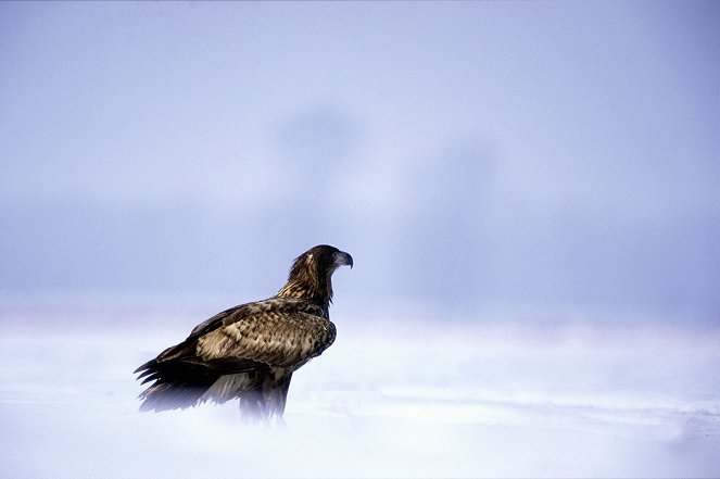 Eagle – Queen of The Skies - Van film