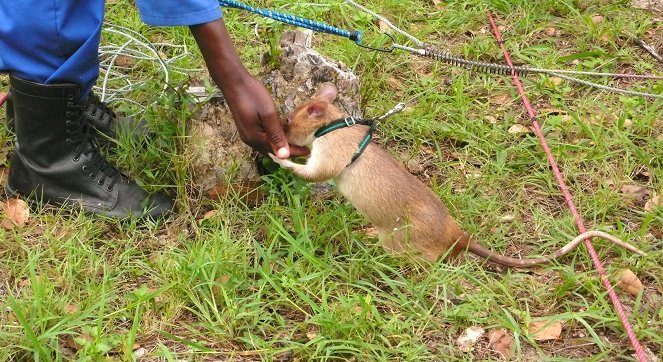 Les Rats démineurs de tanzanie - Filmfotos