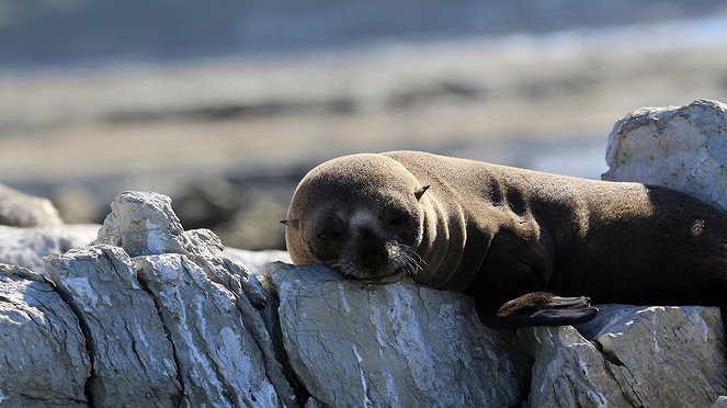 Fur Seals: Battle For Survival - De la película