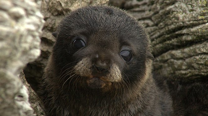 Fur Seals: Battle For Survival - Film