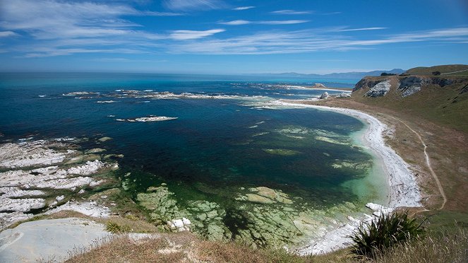 Wildes Neuseeland: Ohrenrobben - Filmfotos