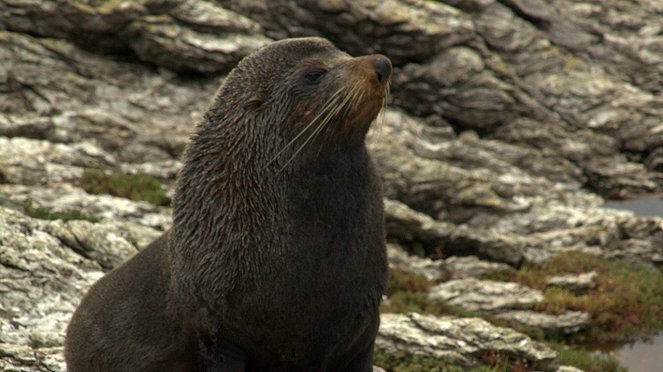 Fur Seals: Battle For Survival - De la película