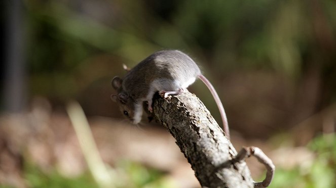 Killer Shrew - Photos