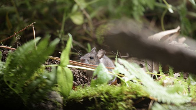 Killer Shrew - De la película