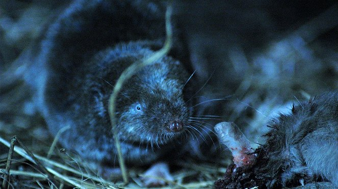 Killer Shrew - Photos