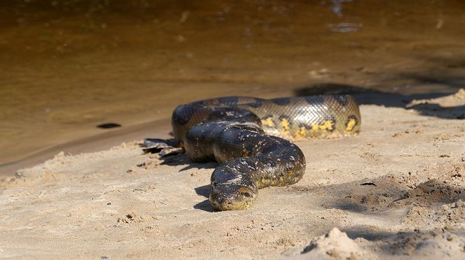 Anaconda: Silent Killer - Photos
