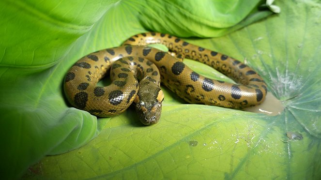 Anaconda: Silent Killer - Photos