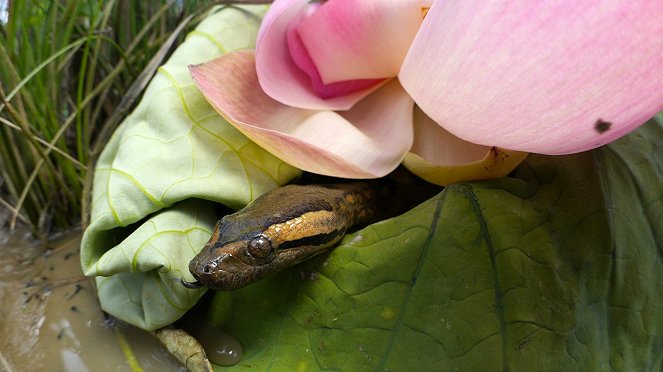 Anaconda: Silent Killer - Photos