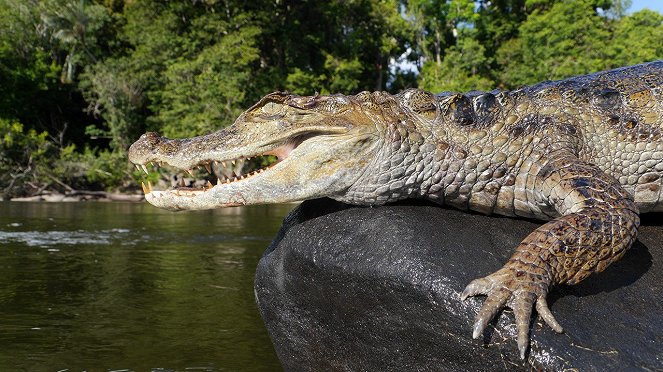 Anaconda: Asesina silenciosa - De la película