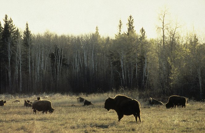 Svět přírody - Vlci versus bizoni - Z filmu