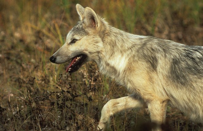 Natural World - Season 31 - Wölfe gegen Bisons - Duell im hohen Norden - Filmfotos