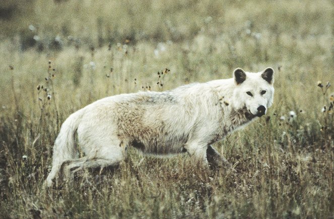 The Natural World - Cold Warriors: Wolves and Buffalo - Photos