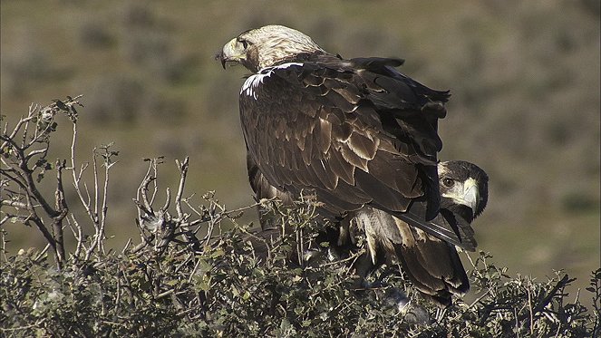 Wild Iberia - Filmfotos