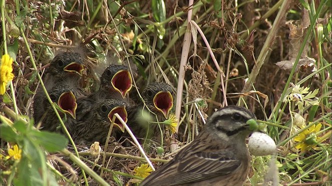 Wild Iberia - Do filme