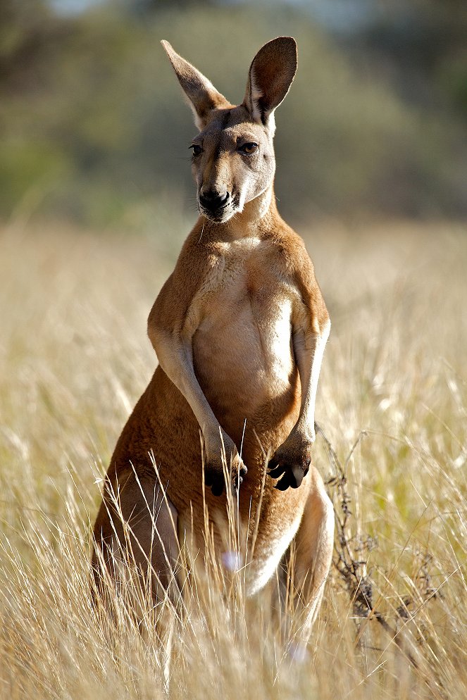 The Natural World - Kangaroo Dundee: Part 1 - Photos