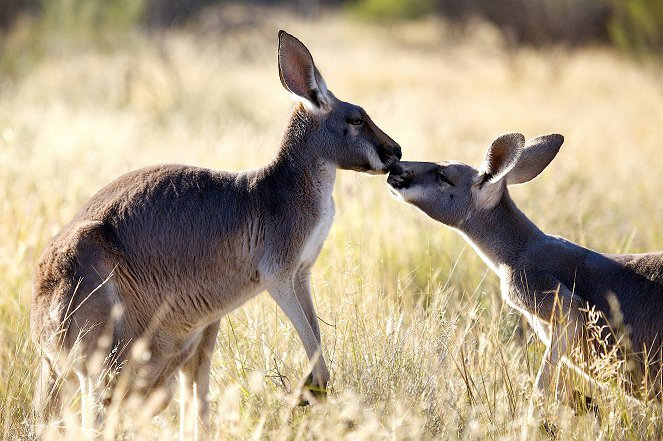 The Natural World - Kangaroo Dundee: Part 1 - De filmes
