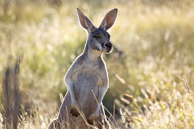 The Natural World - Kangaroo Dundee: Part 1 - De la película