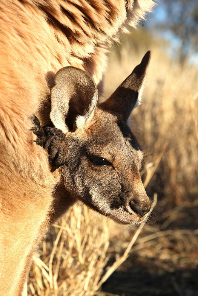 A természeti világ - Kangaroo Dundee: Part 1 - Filmfotók