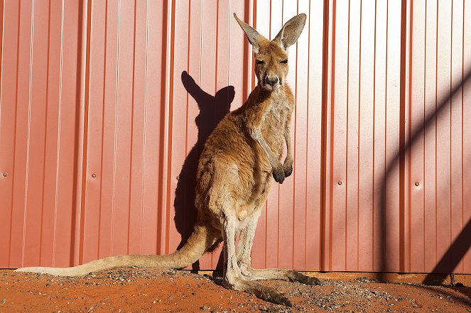 The Natural World - Kangaroo Dundee: Part 1 - Film