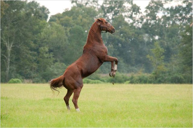 Secretariat - Ein Pferd wird zur Legende - Filmfotos