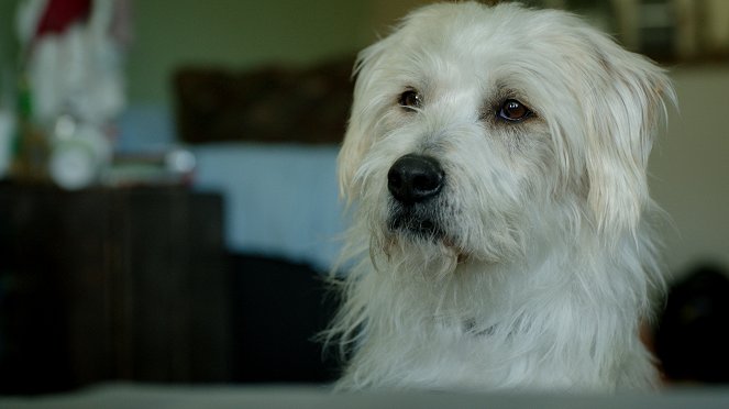 Dog Bowl - De la película