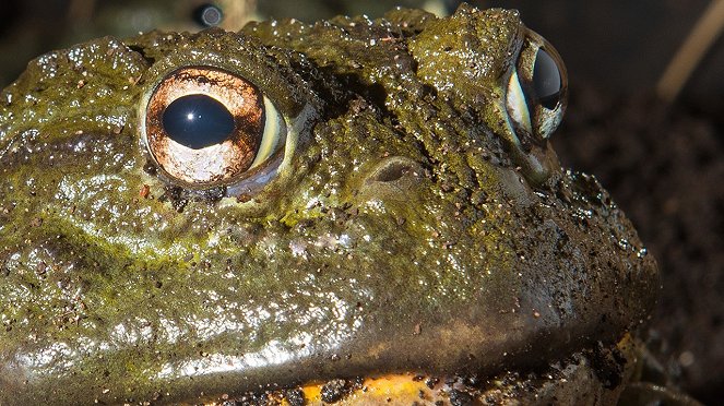 Incredible Frogs - Photos