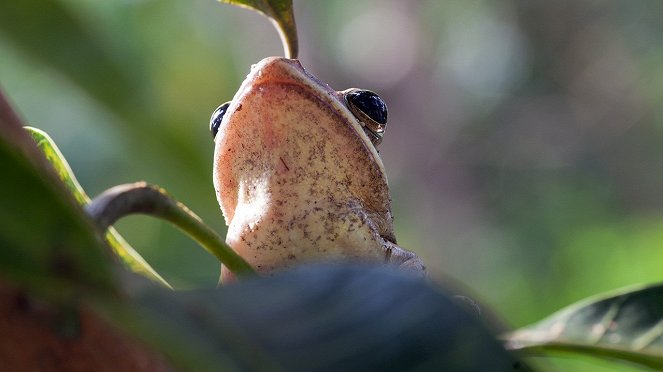 Monster Frog - Photos