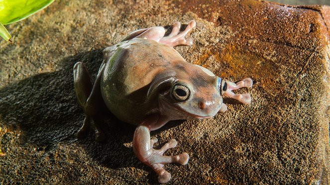 Incredible Frogs - Photos